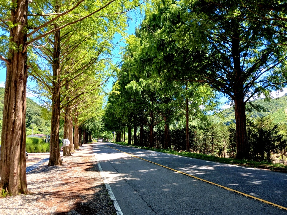 Bugui Metasequoia Road