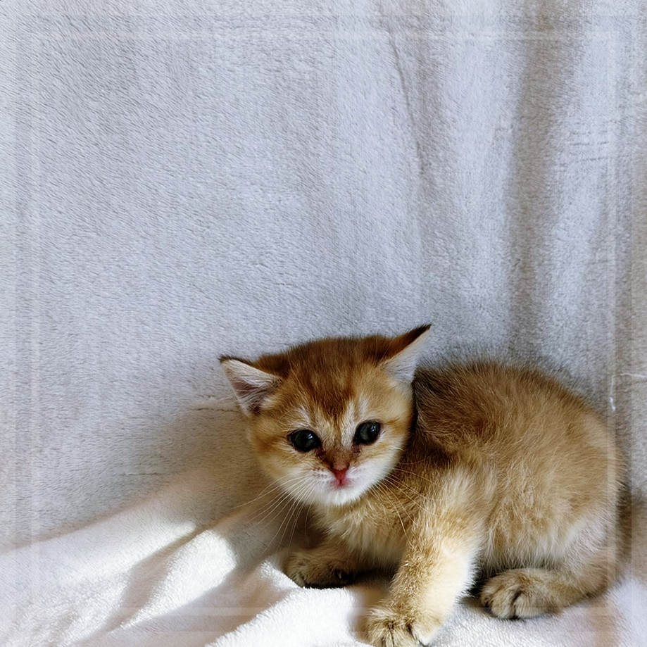 고양이 입양, 행복한 동행을 위한 첫걸음 — 사진 4
