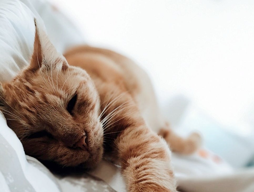 고양이 장례 준비법: 절차, 비용, 업체 선택 가이드 — 사진 3