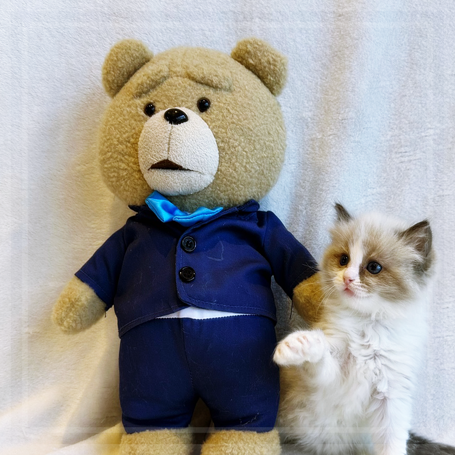 고양이 입양, 행복한 동행을 위한 첫걸음 — 사진 2
