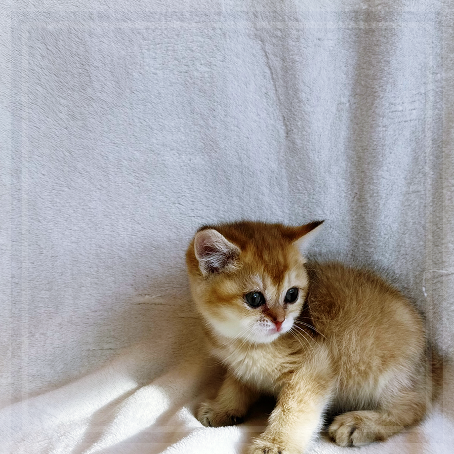 고양이 입양, 행복한 동행을 위한 첫걸음 — 사진 3