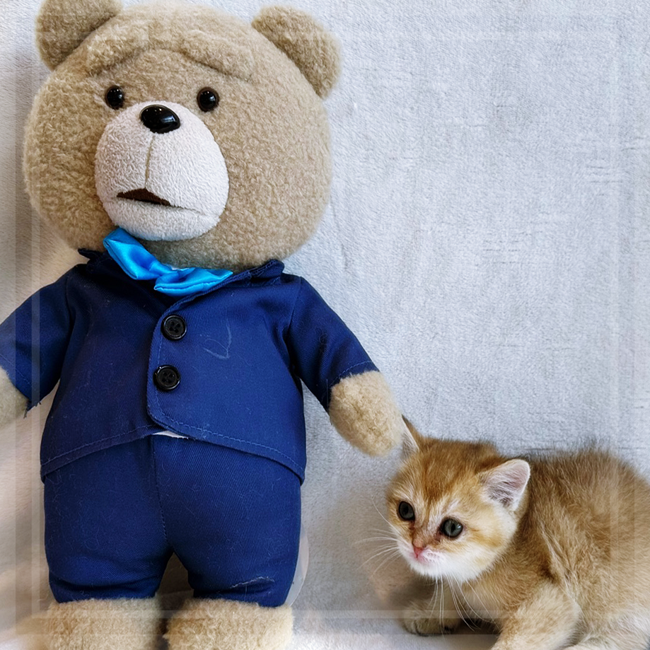 고양이 입양, 행복한 동행을 위한 첫걸음 — 사진 5