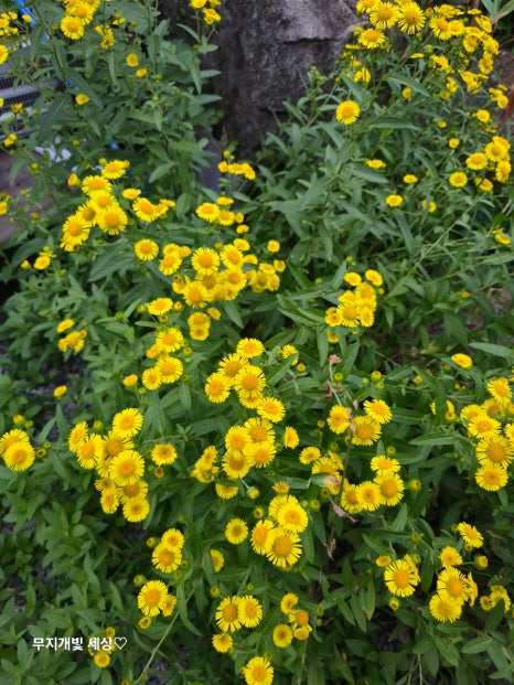 예그리나펜션 이미지