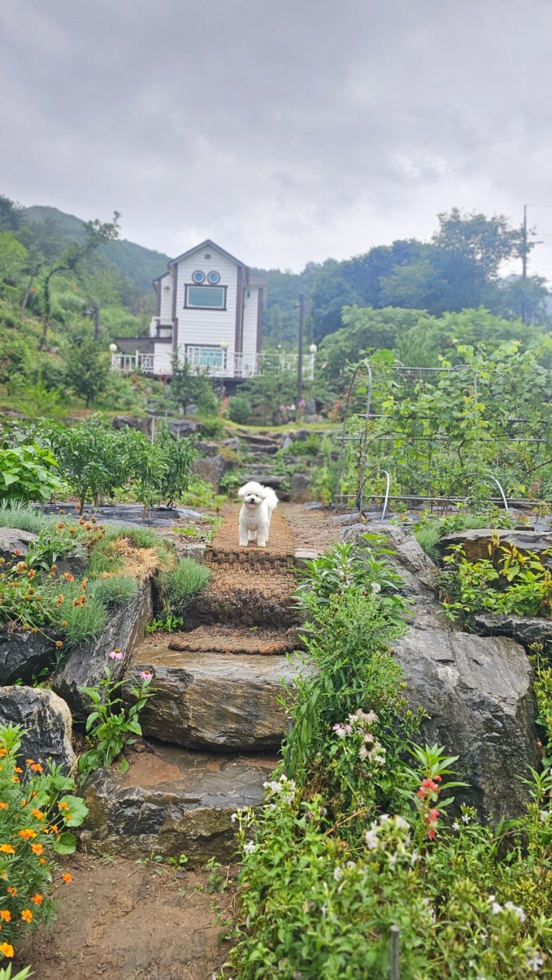 단지골몽상가 이미지