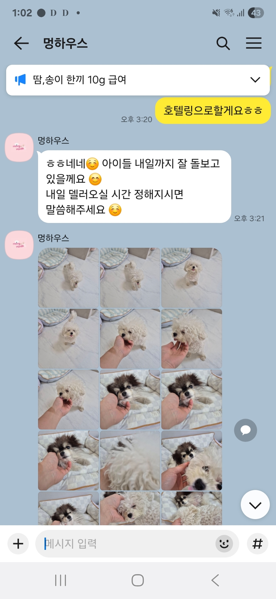 부천 강아지 유치원 '멍하우스' 호텔 후기 및 추천 — 사진 4