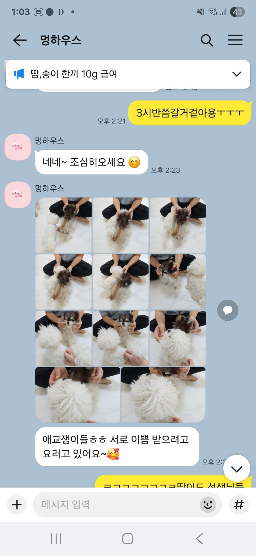 부천 강아지 유치원 '멍하우스' 호텔 후기 및 추천 — 사진 8