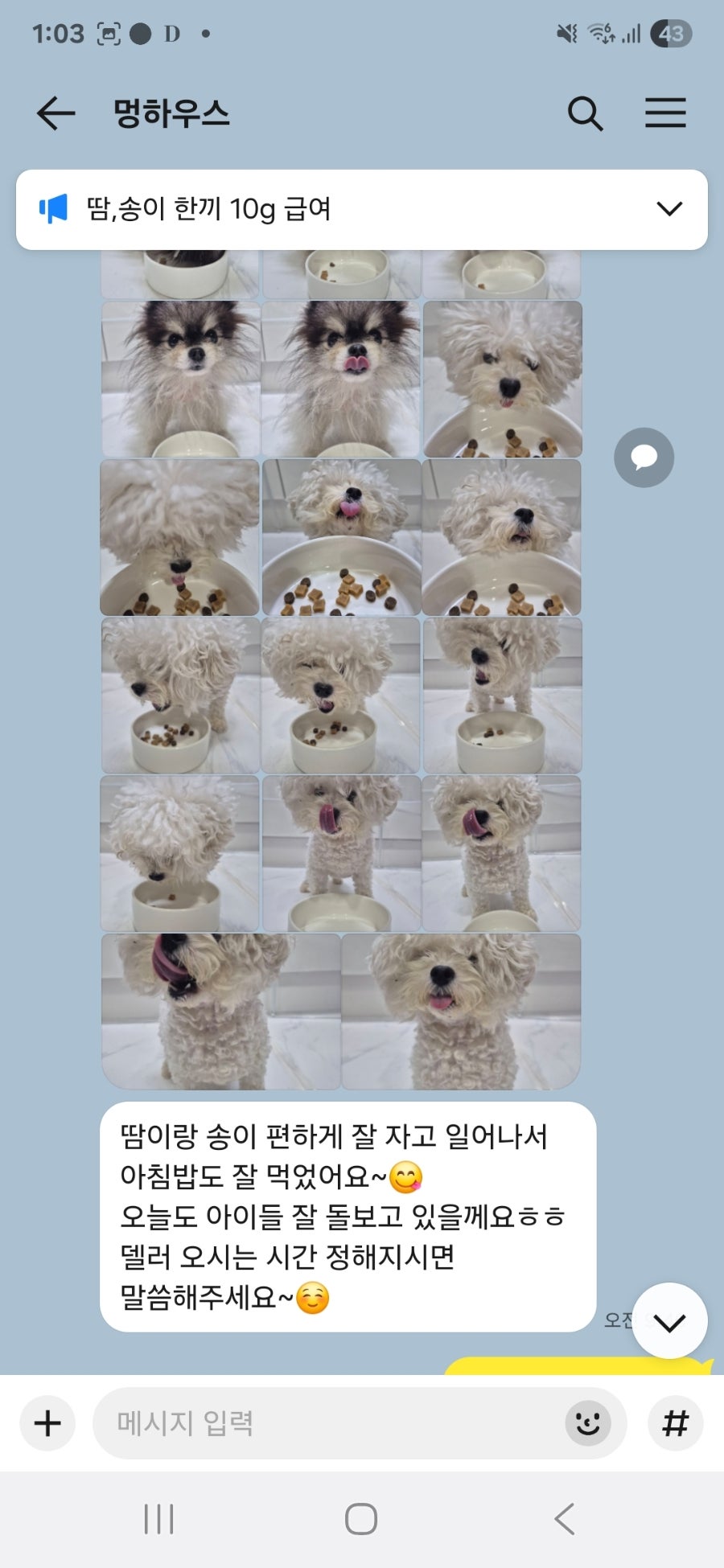 부천 강아지 유치원 '멍하우스' 호텔 후기 및 추천 — 사진 7