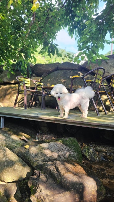 단지골몽상가 이미지