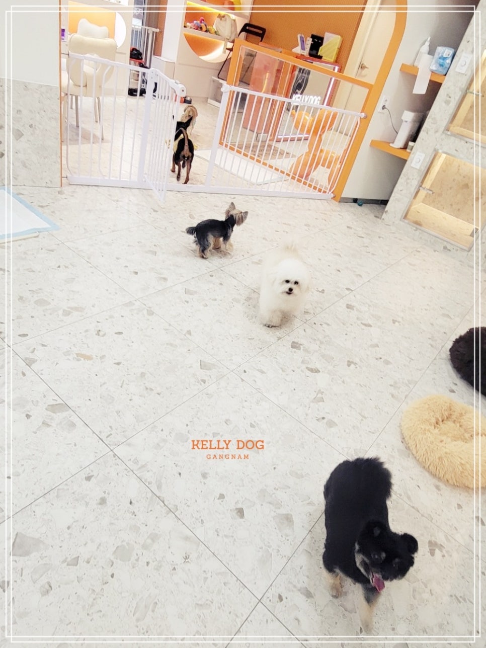 강남 애견호텔 켈리독, 합리적 비용 장기 위탁 후기 — 사진 5