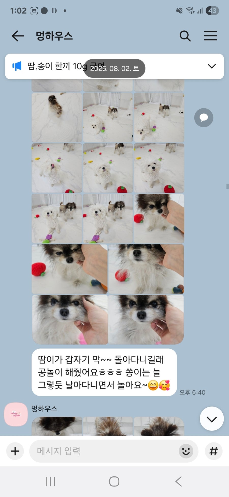 부천 강아지 유치원 '멍하우스' 호텔 후기 및 추천 — 사진 5