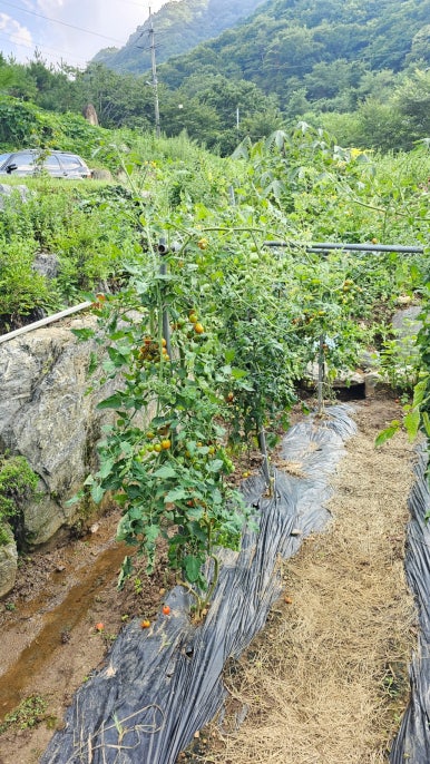 단지골몽상가 이미지