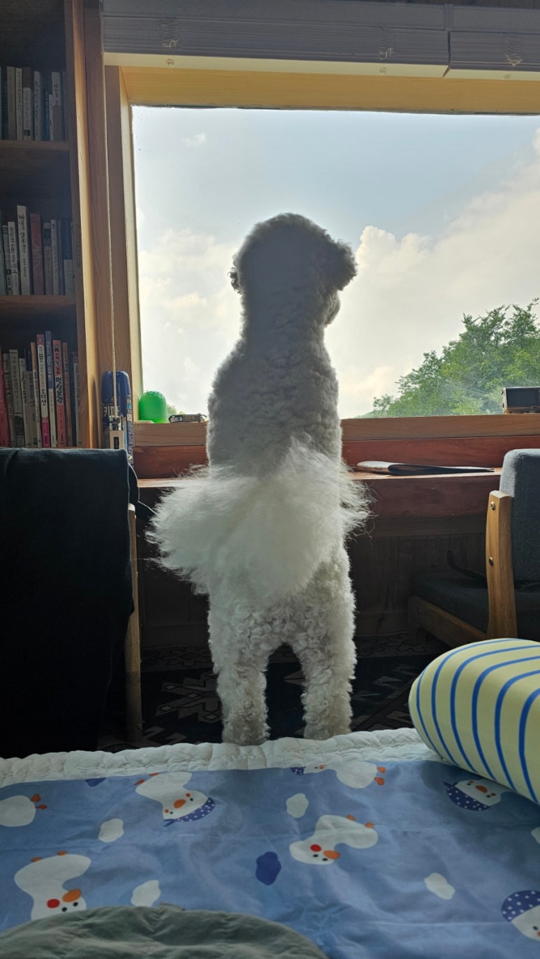 단지골몽상가 이미지