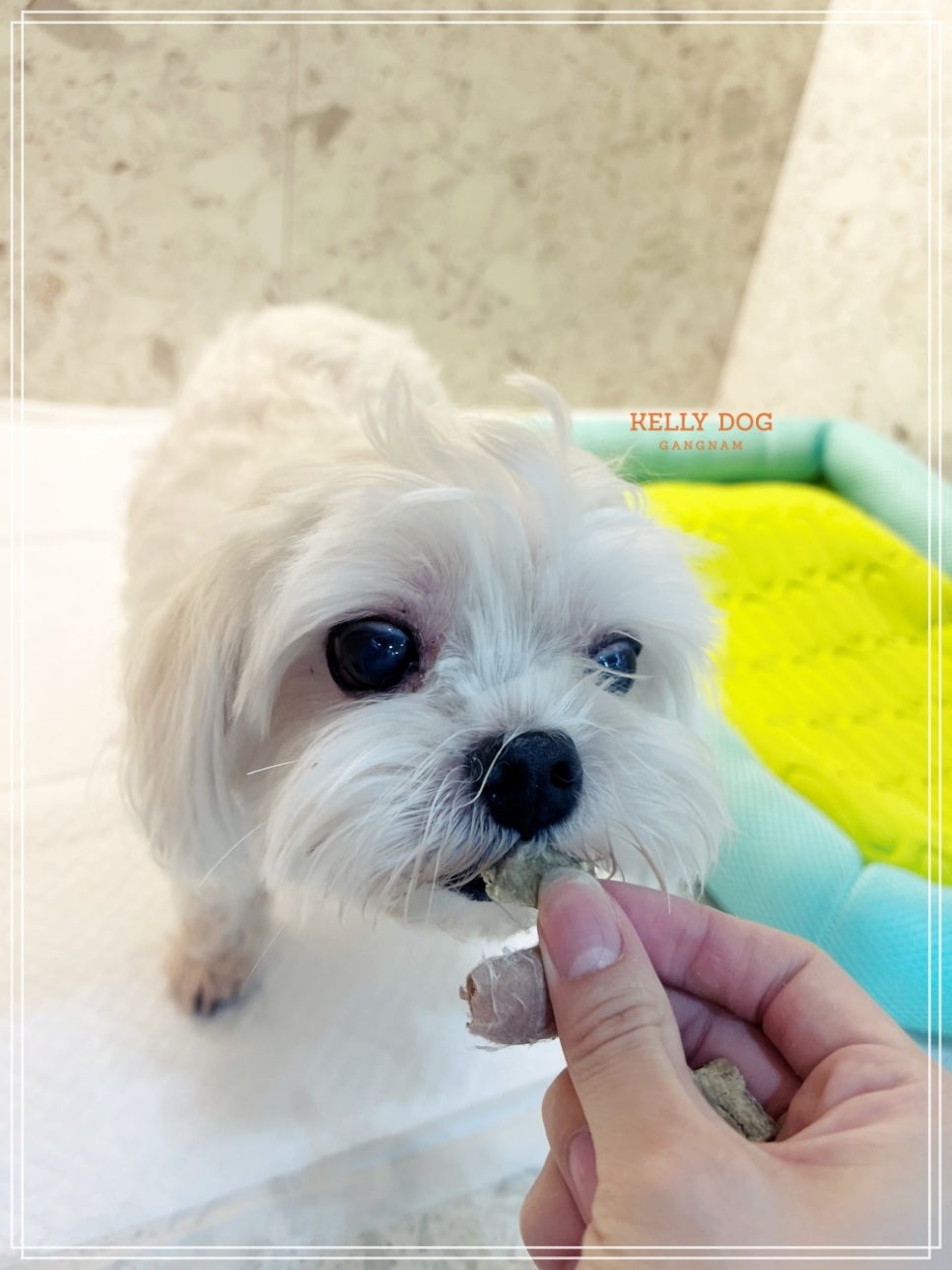 강남 애견호텔 켈리독, 합리적 비용 장기 위탁 후기 — 사진 4