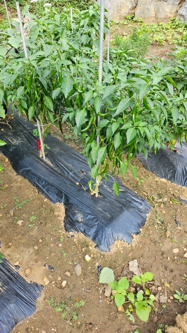 단지골몽상가 이미지