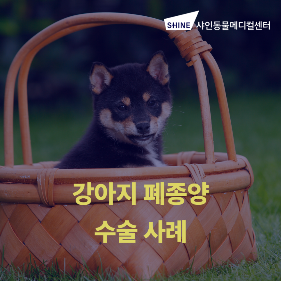 강아지 폐종양 수술, 방이동 샤인동물병원에서 안전하게 — 사진 1