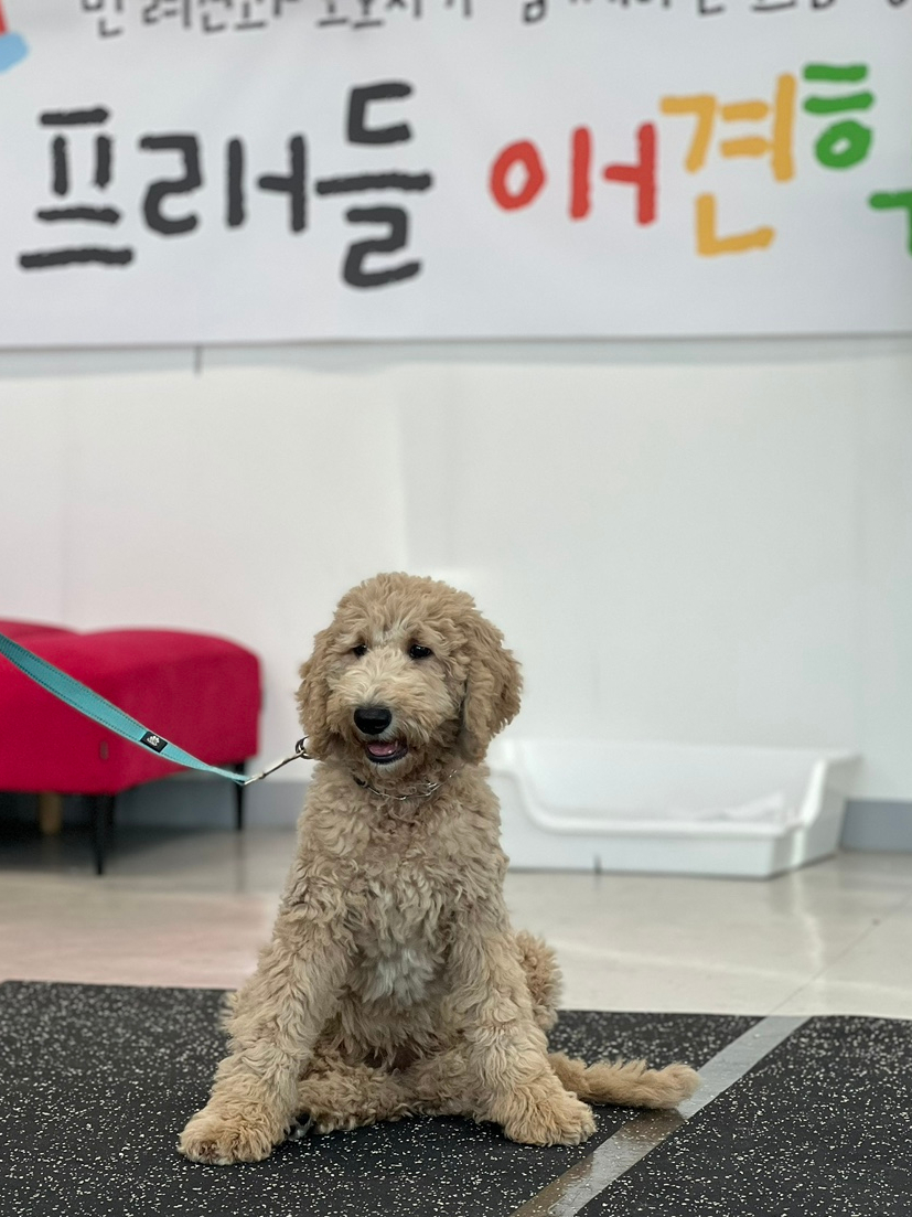 구리 강아지 방문훈련, 프래들 애견학교 퍼피 교육 후기