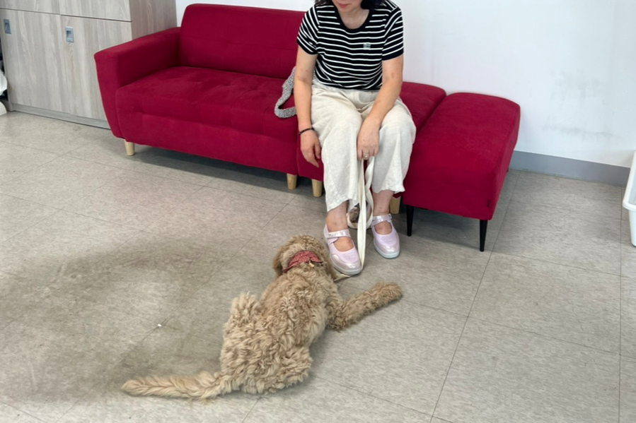 구리 강아지 방문훈련, 프래들 애견학교 퍼피 교육 후기 — 사진 16