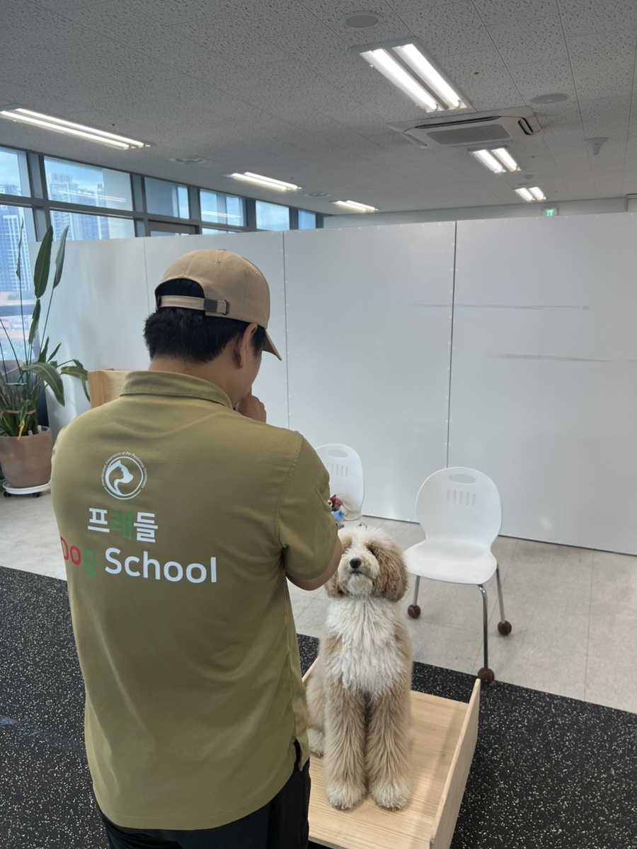 구리 강아지 방문훈련, 프래들 애견학교 퍼피 교육 후기 — 사진 9
