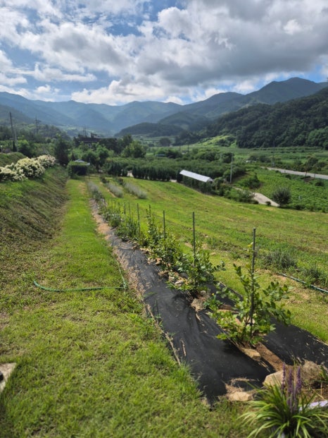 카페 보라길 이미지