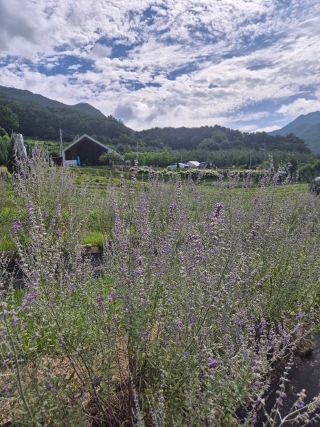 카페 보라길 이미지