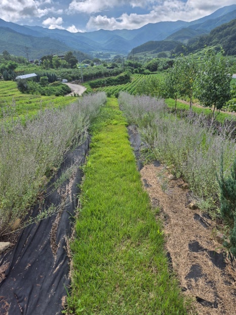 카페 보라길 이미지