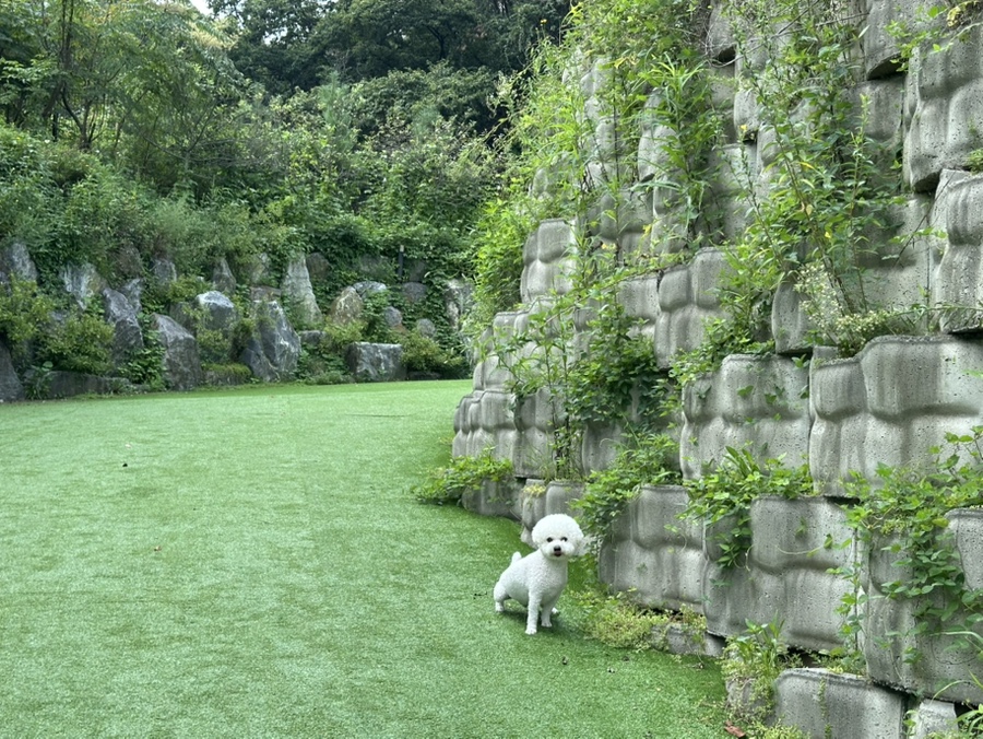 용인 별똥구리: 강아지 위한 애견카페 & 운동장 — 사진 4
