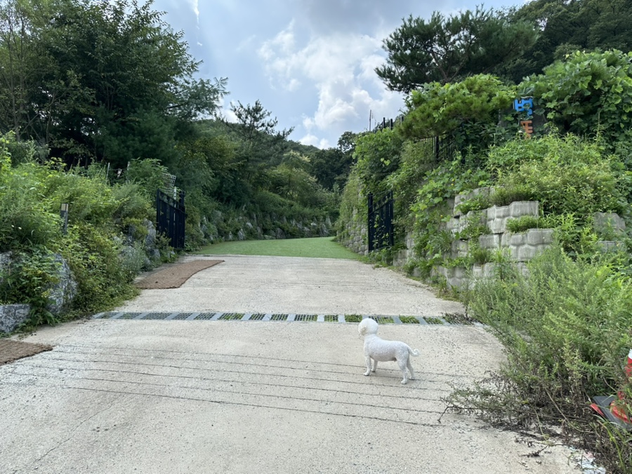 용인 별똥구리: 강아지 위한 애견카페 & 운동장 — 사진 3
