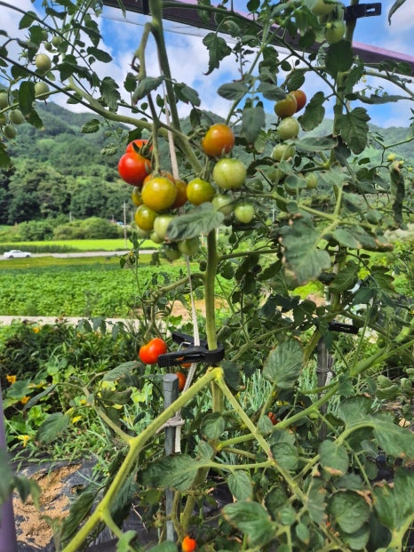 카페 보라길 이미지