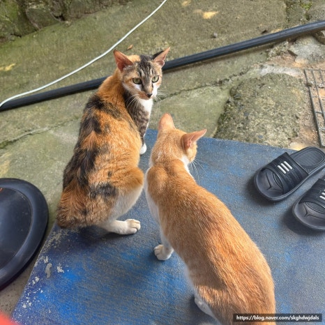 학현식당 이미지