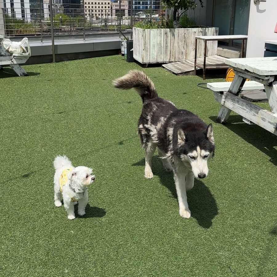 강남 애견동반 카페, 서울 루프탑 애견운동장 O — 사진 2
