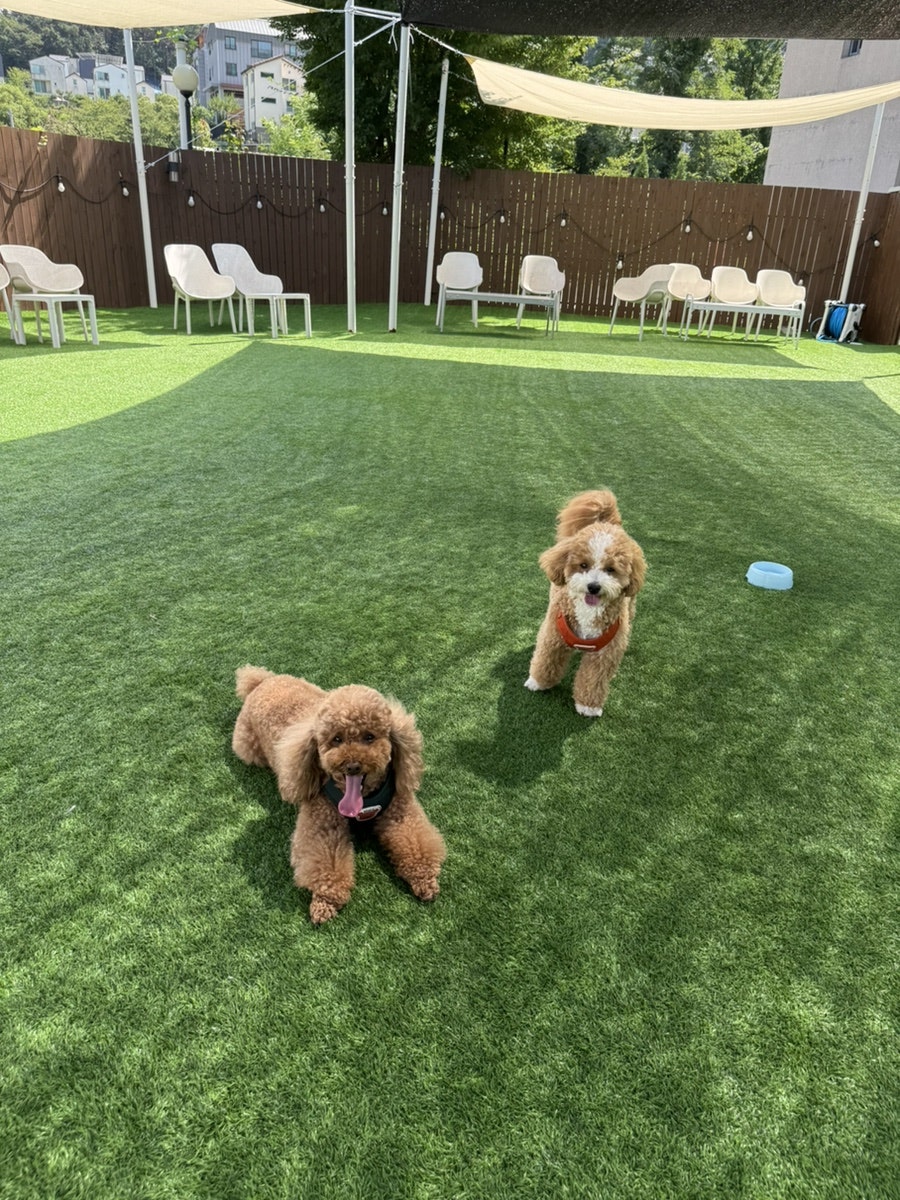 용인 애견카페 카페댕스, 강아지 운동장 후기 — 사진 13
