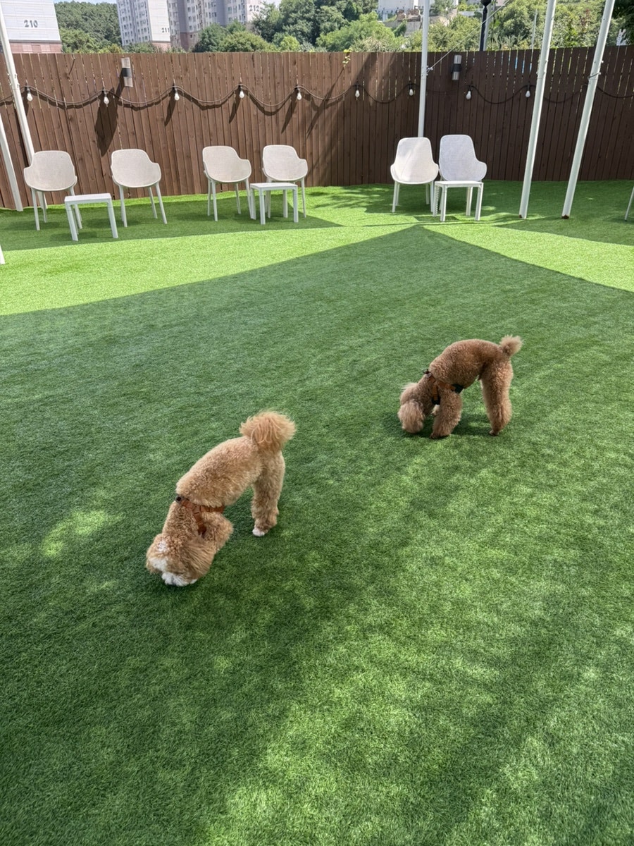 용인 애견카페 카페댕스, 강아지 운동장 후기 — 사진 11