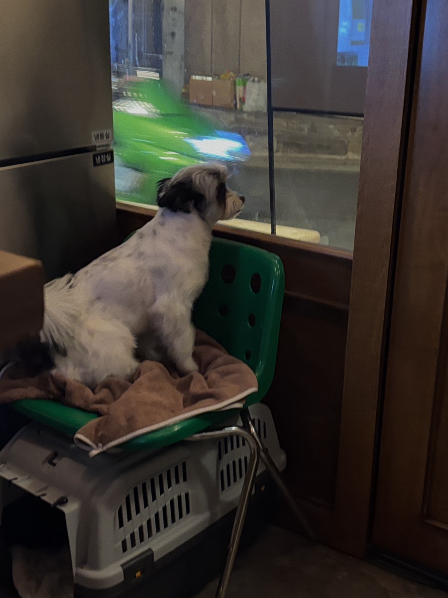 어또 사진 6