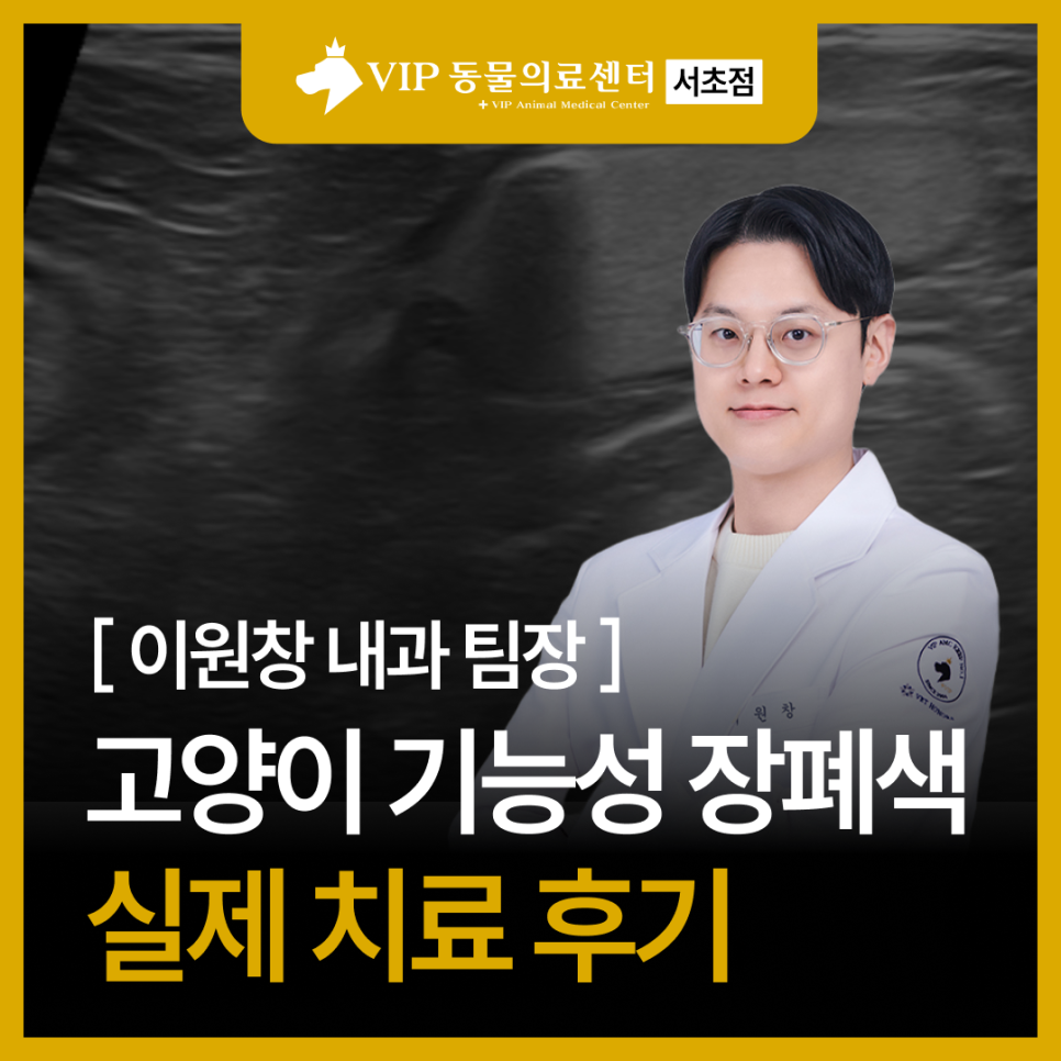 서초 고양이 기능성 장폐색, 증상부터 회복까지 집중 치료 후기