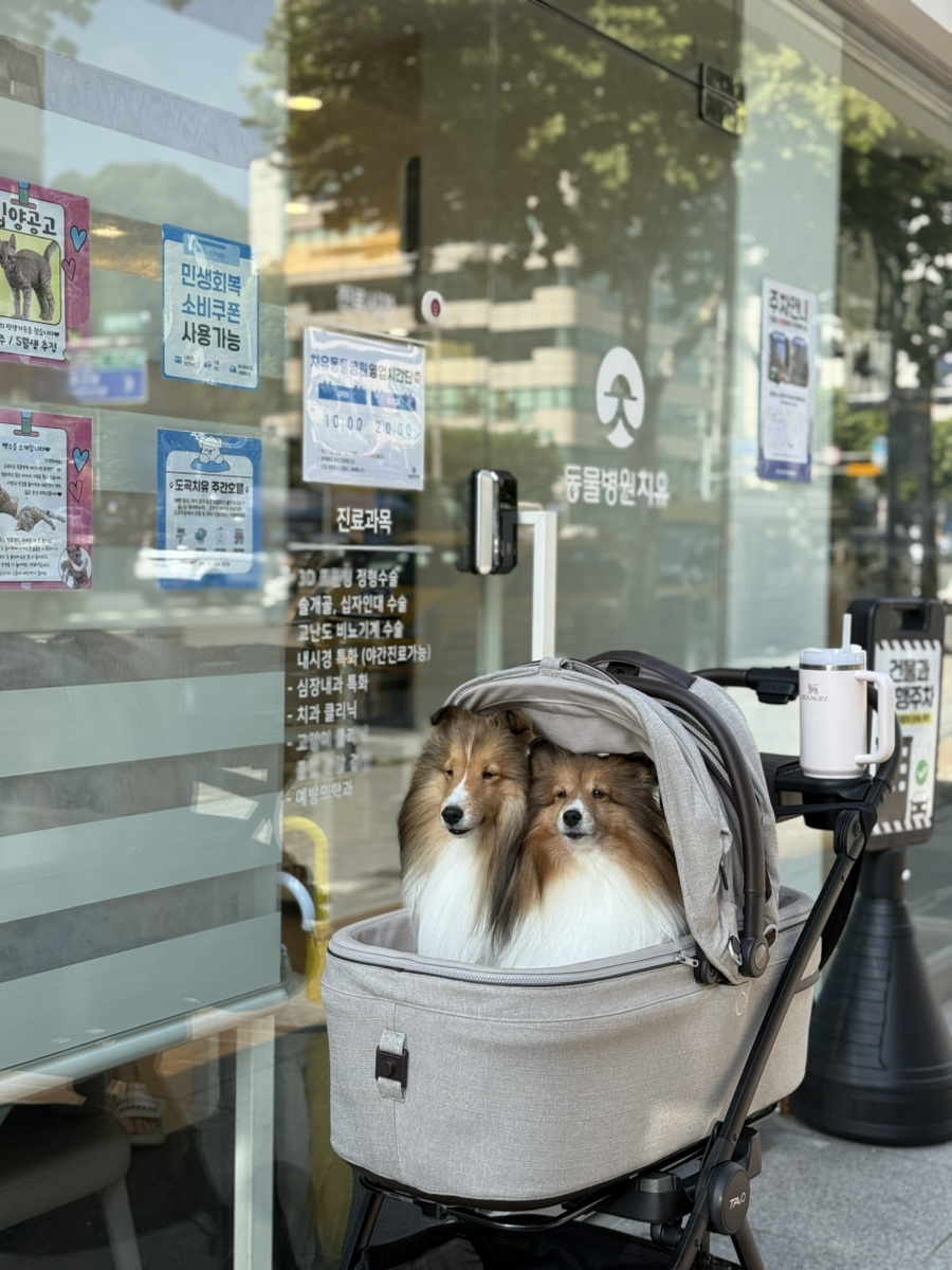 8살 강아지 건강검진, 강남 도곡치유 24시 동물병원 비용 및 후기 — 사진 2