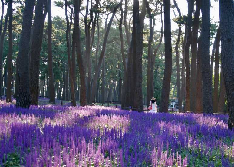 곰솔주단 이미지