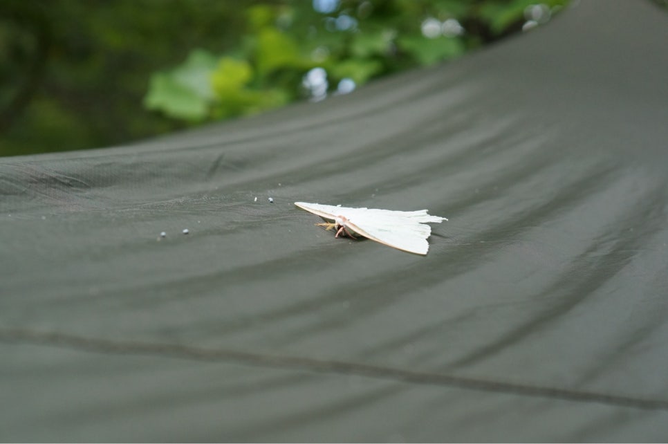국립황정산자연휴양림 야영장 이미지