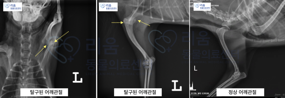 강아지 어깨 탈구 수술, 인공인대 고정 비용 및 회복 과정 — 사진 2