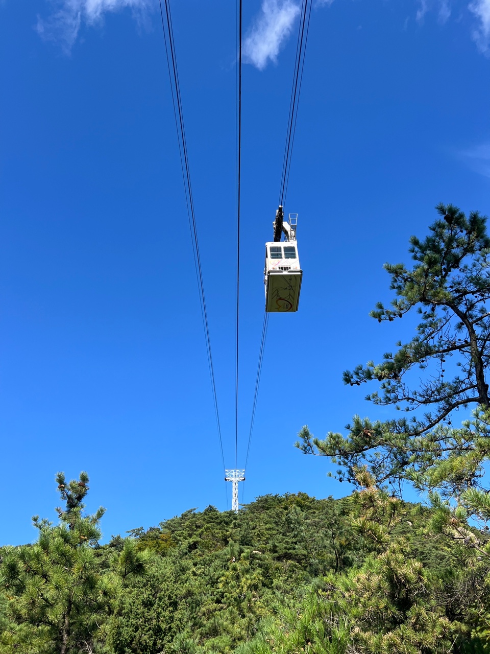서울대조개 사진 5