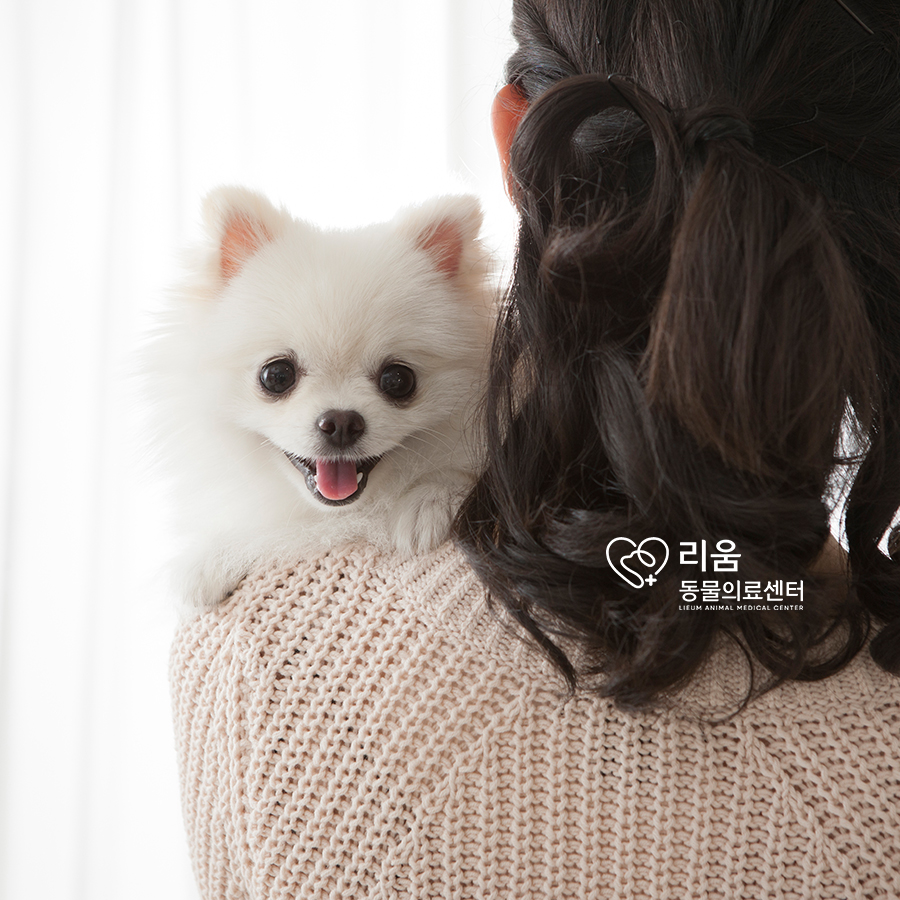 강아지 어깨 탈구 수술, 인공인대 고정 비용 및 회복 과정 — 사진 4