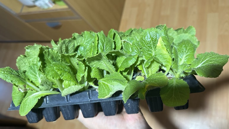 가을 배추 모종~🌱 : 네이버 블로그