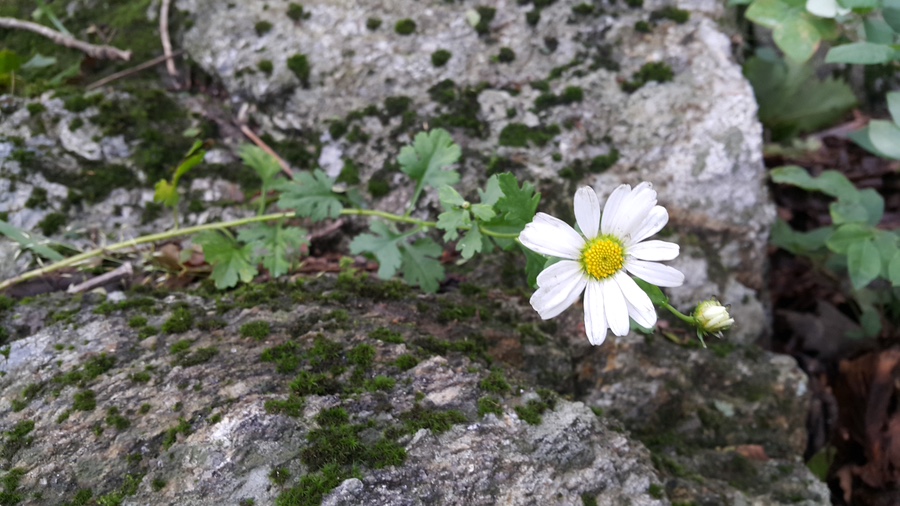 소백산국립공원 죽령코스 이미지