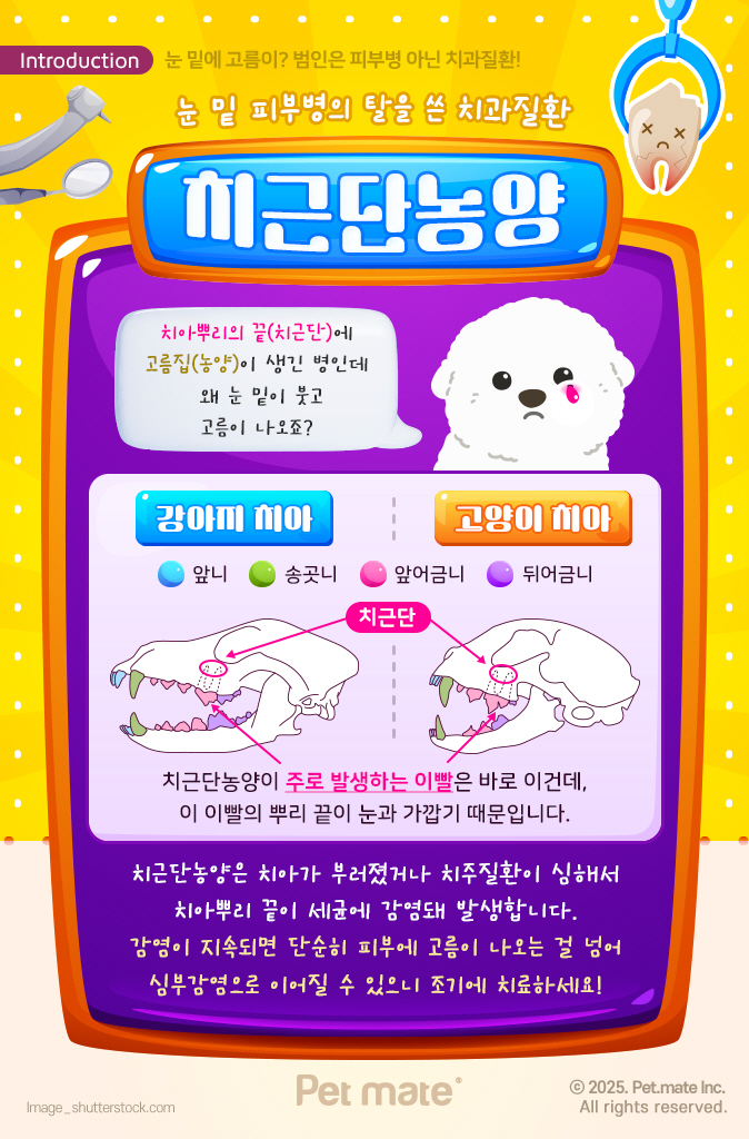 자주고름 이미지