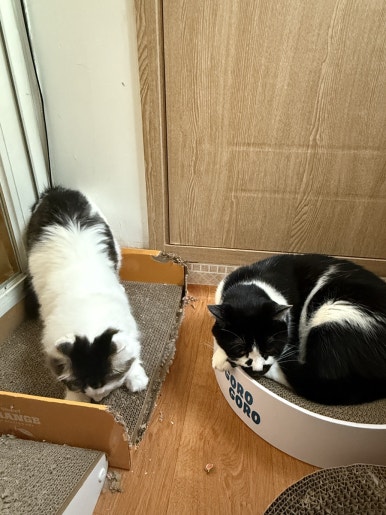 바 머스크 사진 4