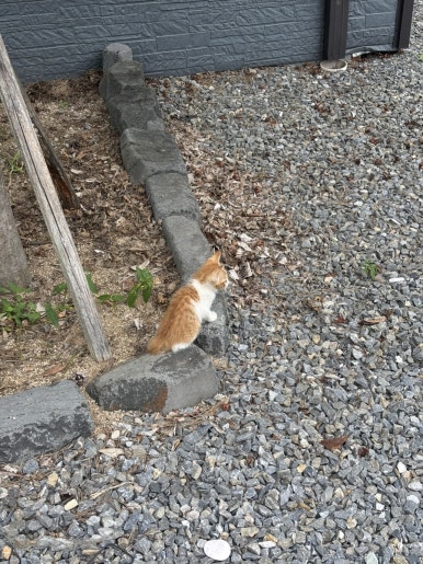 대교식당 이미지