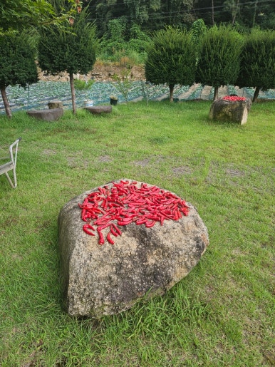 퍼플테라스 이미지