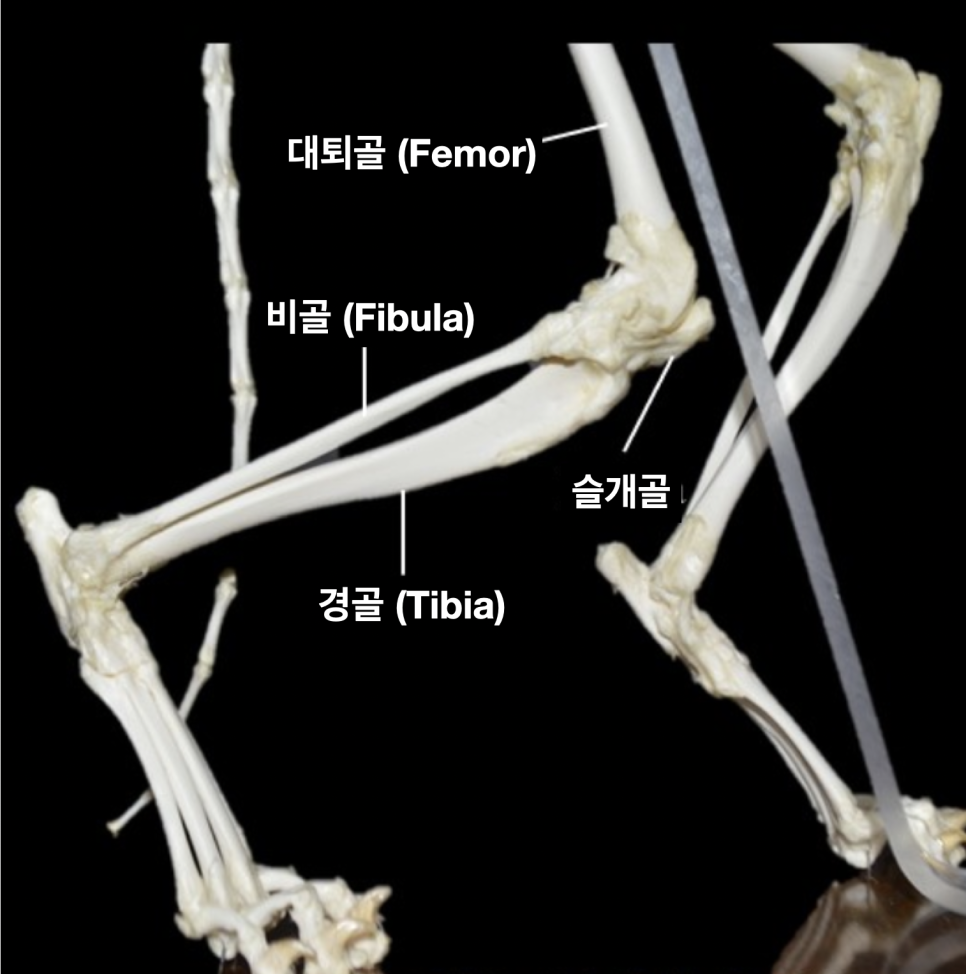 송파 고양이 골절 수술 후기: 낙상 후 경골 골절 회복 과정 — 사진 2