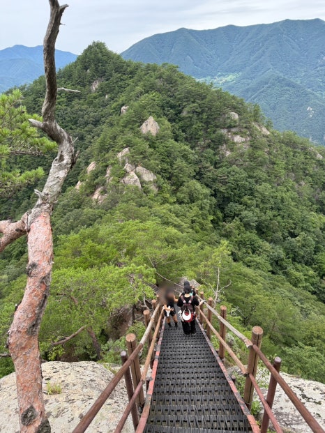 사인암오대감닭한마리 이미지