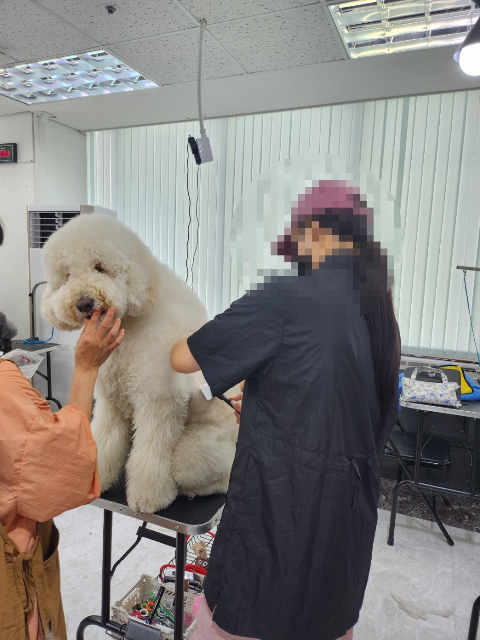 강동 애견미용학원, 가정견 실습으로 창업 준비! — 사진 2