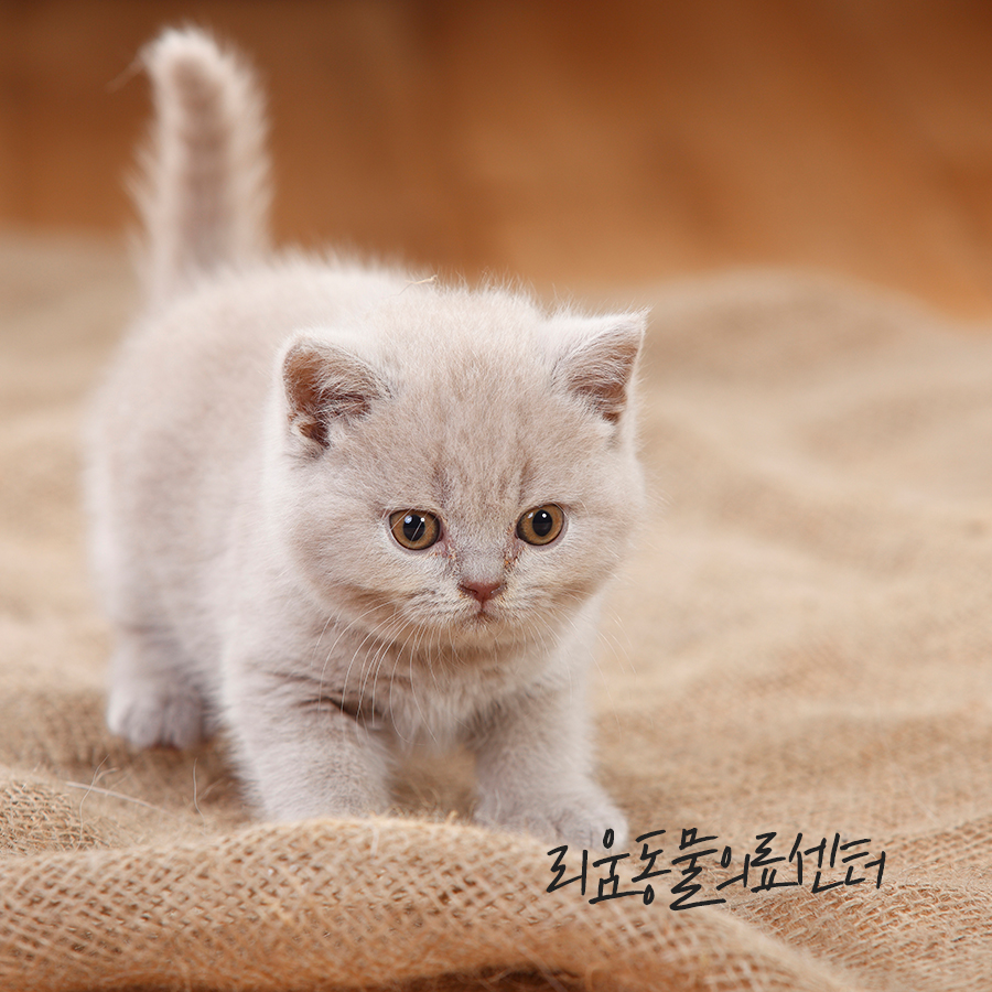 송파 고양이 골절 수술 후기: 낙상 후 경골 골절 회복 과정 — 사진 9